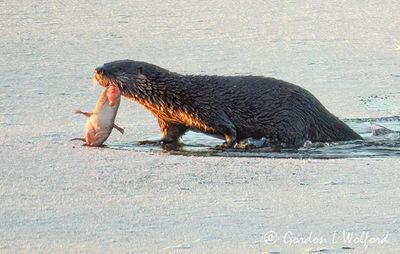 Otter On Ice With Catch DSCN016737