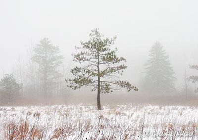 Trees In Fog DSCN016609