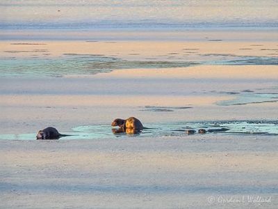Four Otters In Open Water DSCN016754