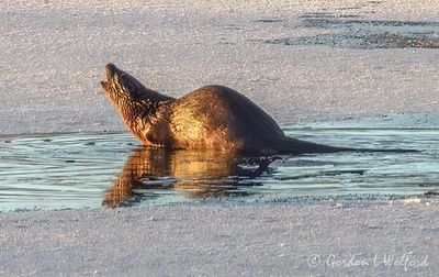 Otter In Open Water Reflected DSCN016751