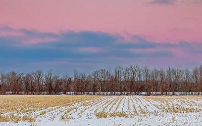 Winter Cornfield At Sunrise 90D135192