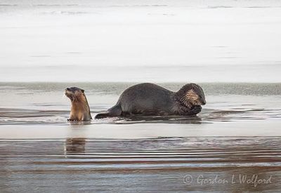 Two Otters On Ice DSCN017354