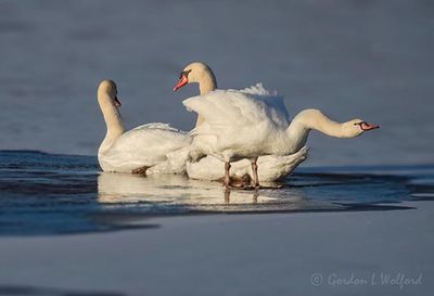 Three Mute Swans On Ice DSCN017533