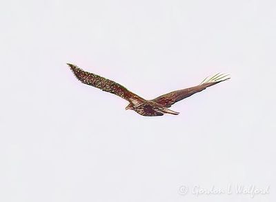 Immature Bald Eagle In Flight DSCN017555