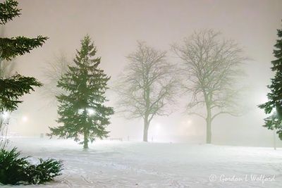 Centennial Park In Night Fog 90D135624