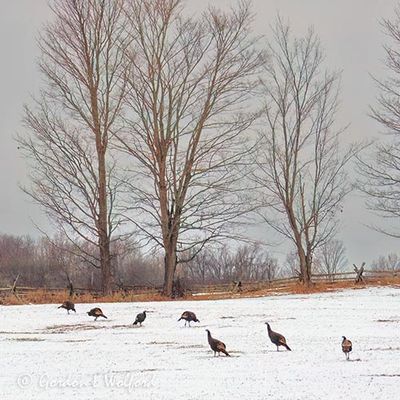 Wild Turkeys In A Snowy Field DSCN017832