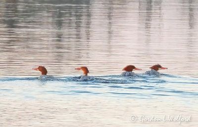 Four Female Common Mergansers DSCN018041