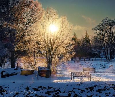 Sun Beyond Frosted Tree On Turtle Island 90D137266