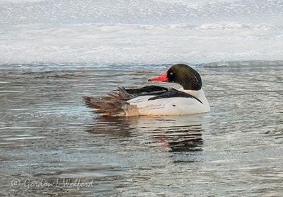 Male Common Merganser DSCN018285