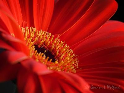 Orange Gerbera Closeup P1110284