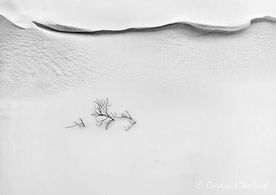 Branches In Snowdrift DSCN018359