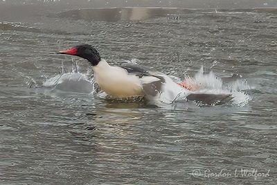 Male Common Merganser Taking Flight DSCN018584