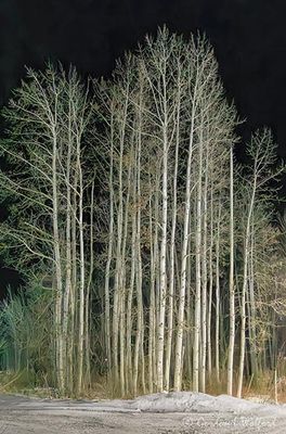 Birches At Night 90D140469