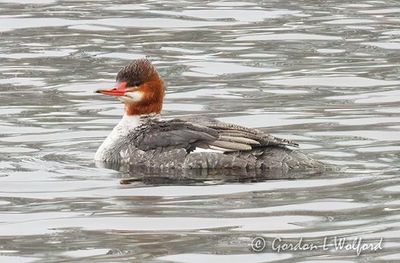 Female Common Merganser DSCN018730