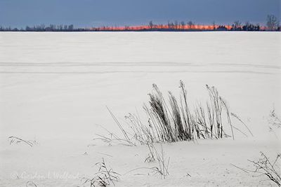 Winter Weeds 90D141405