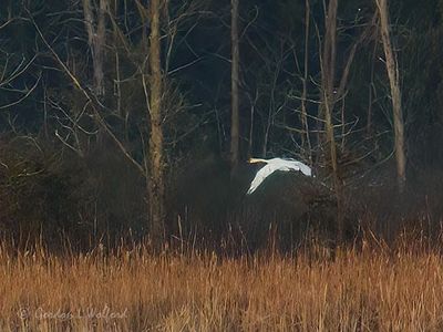 Trumpeter Swan In Flight DSCN018785
