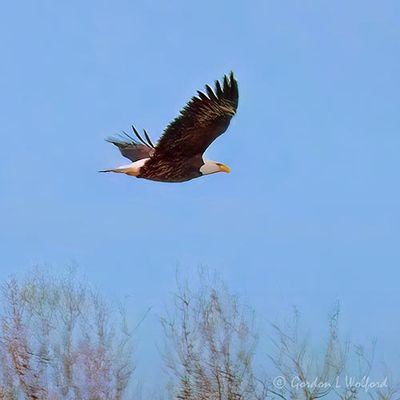 Bald Eagle In Flight 90D142504