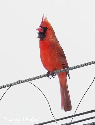 Male Northern Cardinal On A Cable P1110291