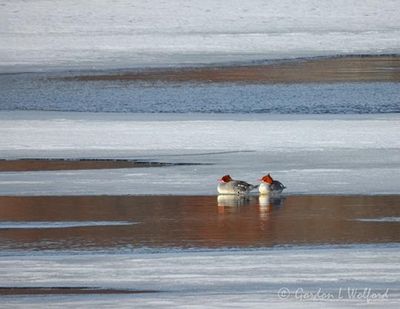 Two Female Common Mergansers On Ice Reflected DSCN019198