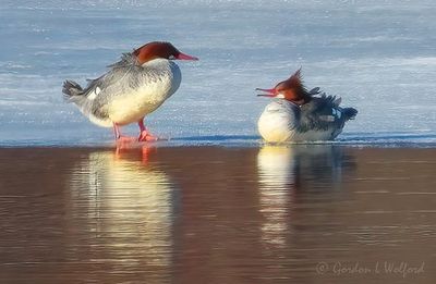 Two Female Common Mergansers On Ice Reflected DSCN019204-5