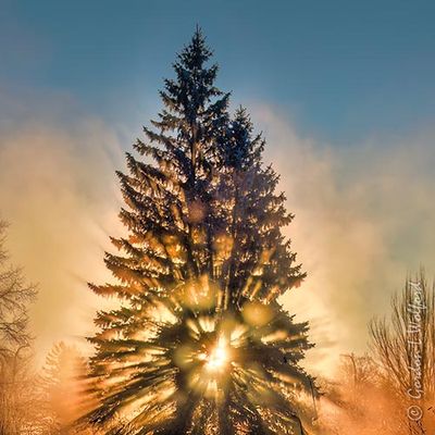 Sun Beyond Tree In Steam Fog 90D144618