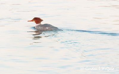 Female Common Merganser Reflected 90D144516