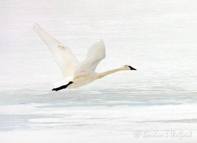 Trumpeter Swan In Flight Over Ice DSCN019441