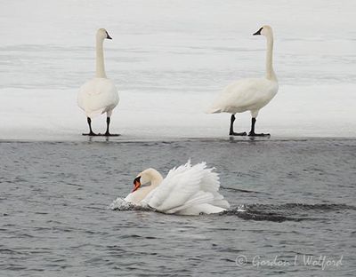 Mute Swan Busking Past Two Trumpeter Swans DSCN019433