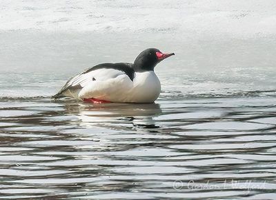 Male Common Merganser On Ice DSCN019487