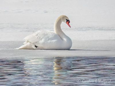 Mute Swan On Ice DSCN019490