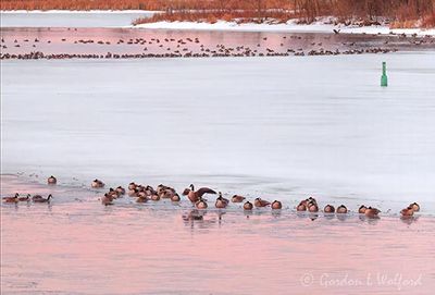 Overnighting Migrating Canada Geese At Sunrise DSCN019658