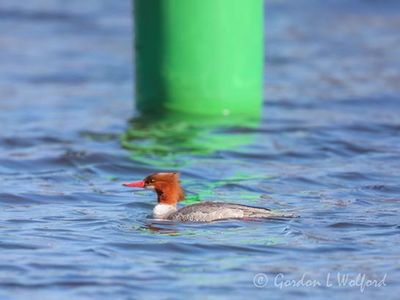 Merganser Swimming Past Channel Marker DSCN019949