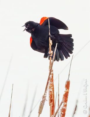 Red-winged Blackbird Calling On A Cattail DSCN019981