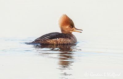 Female Hooded Merganser Calling DSCN020120