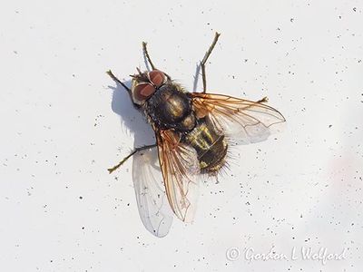 Fly On A House DSCN020206