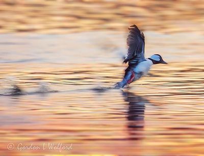 Male Bufflehead Taking Flight At Sunrise DSCN020279