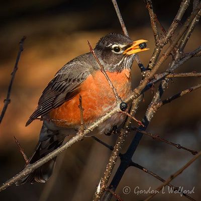 American Robin With A Berry DSCN020319
