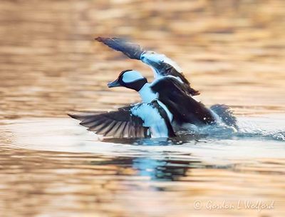 Male Bufflehead Landing At Sunrise DSCN020272