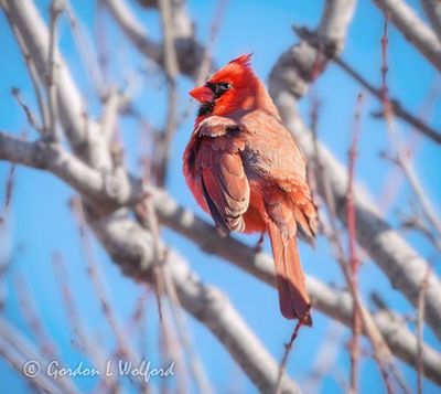 Male Northern Cardinal DSCN020438