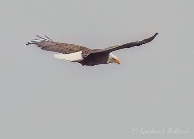 Bald Eagle In Flight DSCN020508