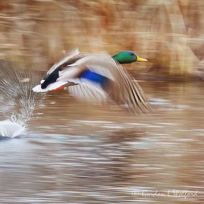 Male Mallard In Flight DSCN020505