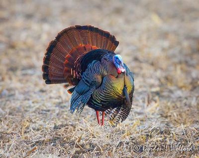 Wild Turkey Displaying DSCN020887