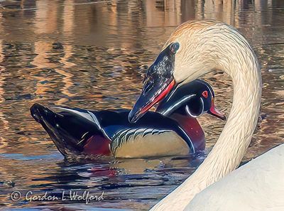 Wood Duck Swimming Past Trumpeter Swan DSCN020976