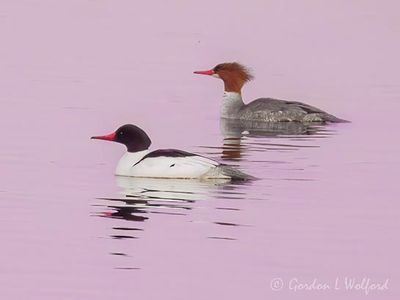 Mr & Mrs Common Merganser DSCN020824