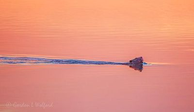 Swimming Beaver At Sunrise 90D149252