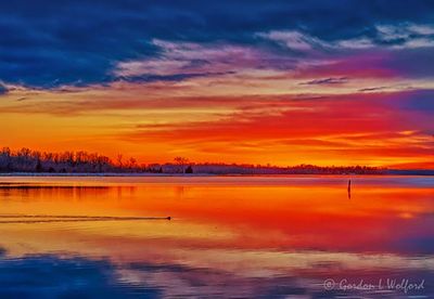 Swimming Beaver At Sunrise 90D149247