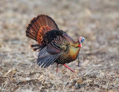 Wild Turkey Displaying DSCN020890