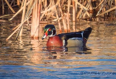 Male Wood Duck DSCN020984
