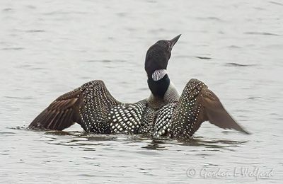 Loon Spreading Its Wings DSCN021127