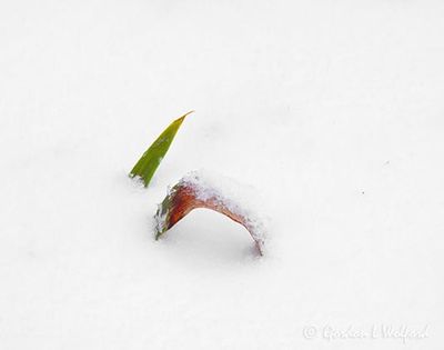 Tulip Leaves In Snow DSCN021279